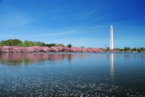 Cherry blossoms in DC