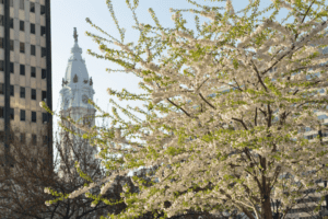 cherry blossoms in Philadelphia