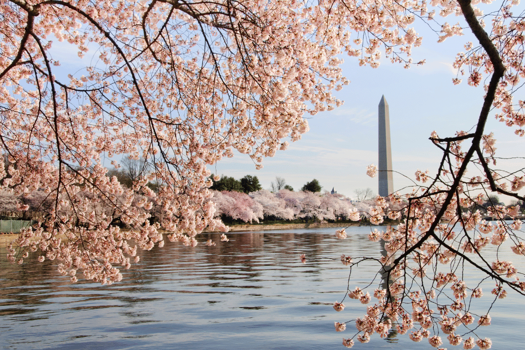 cherry blossoms in america